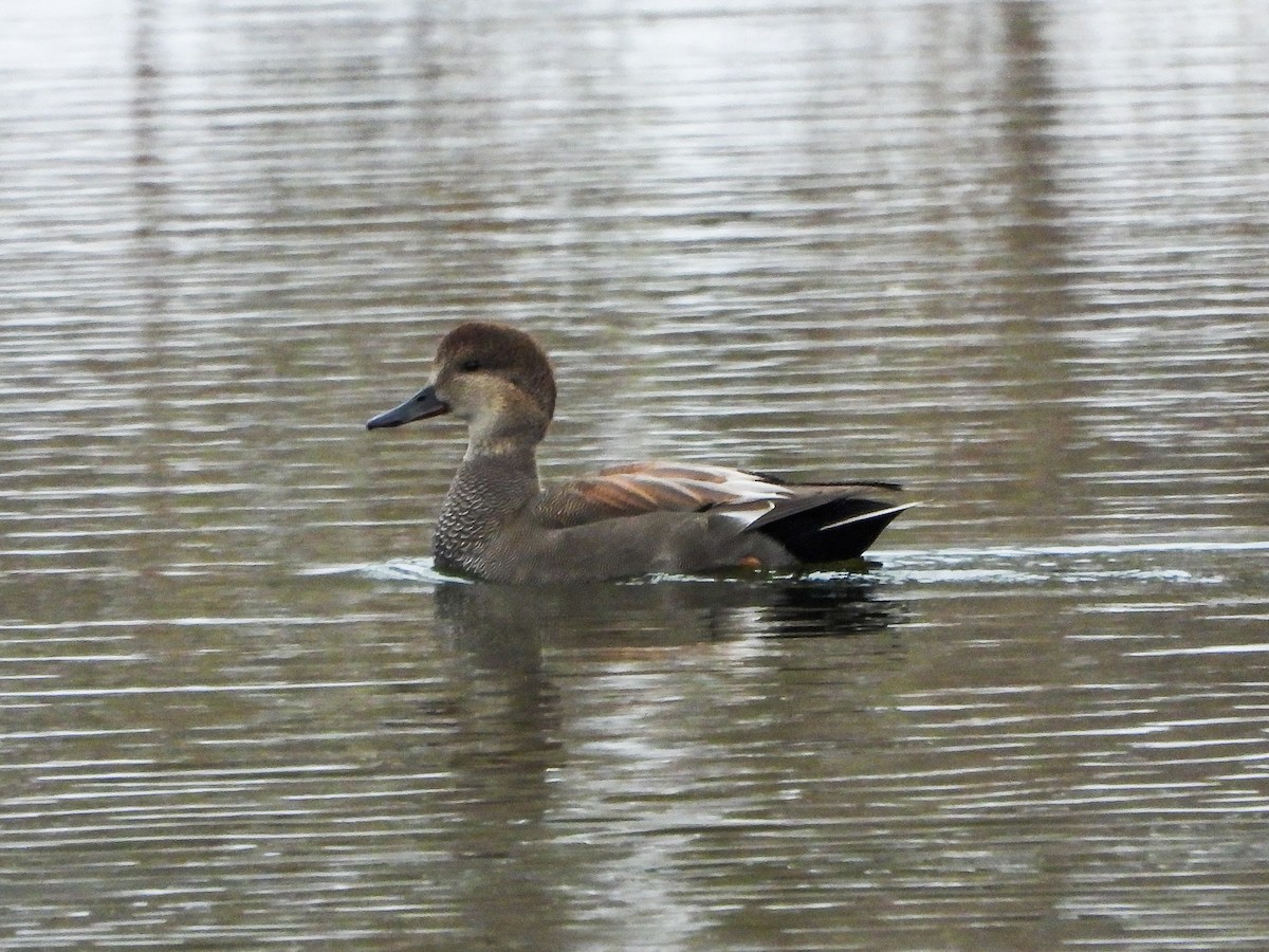 kopřivka obecná - ML646148836