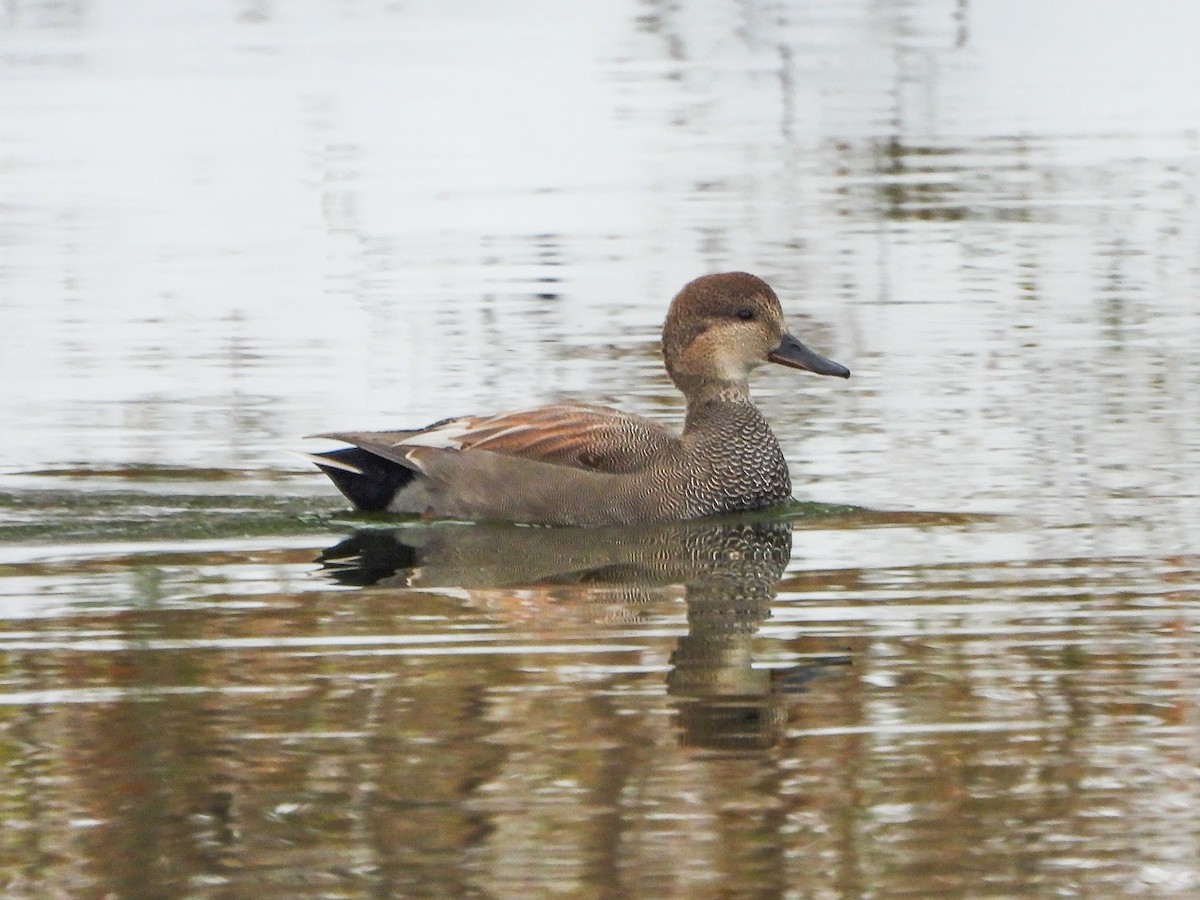 kopřivka obecná - ML646148837