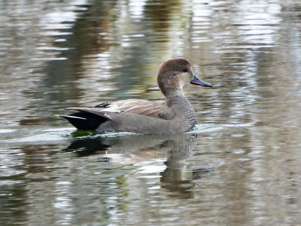 kopřivka obecná - ML646148838