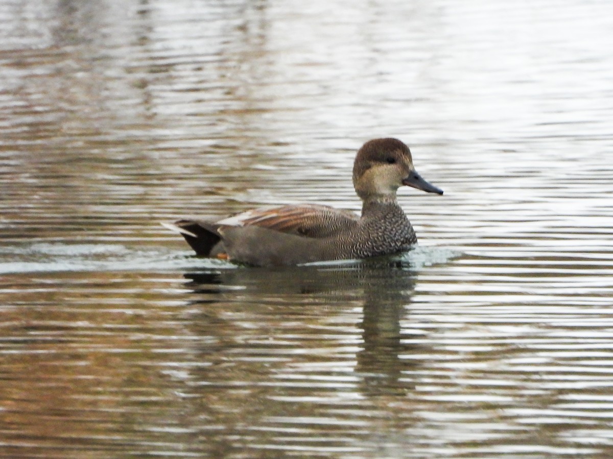 kopřivka obecná - ML646148839