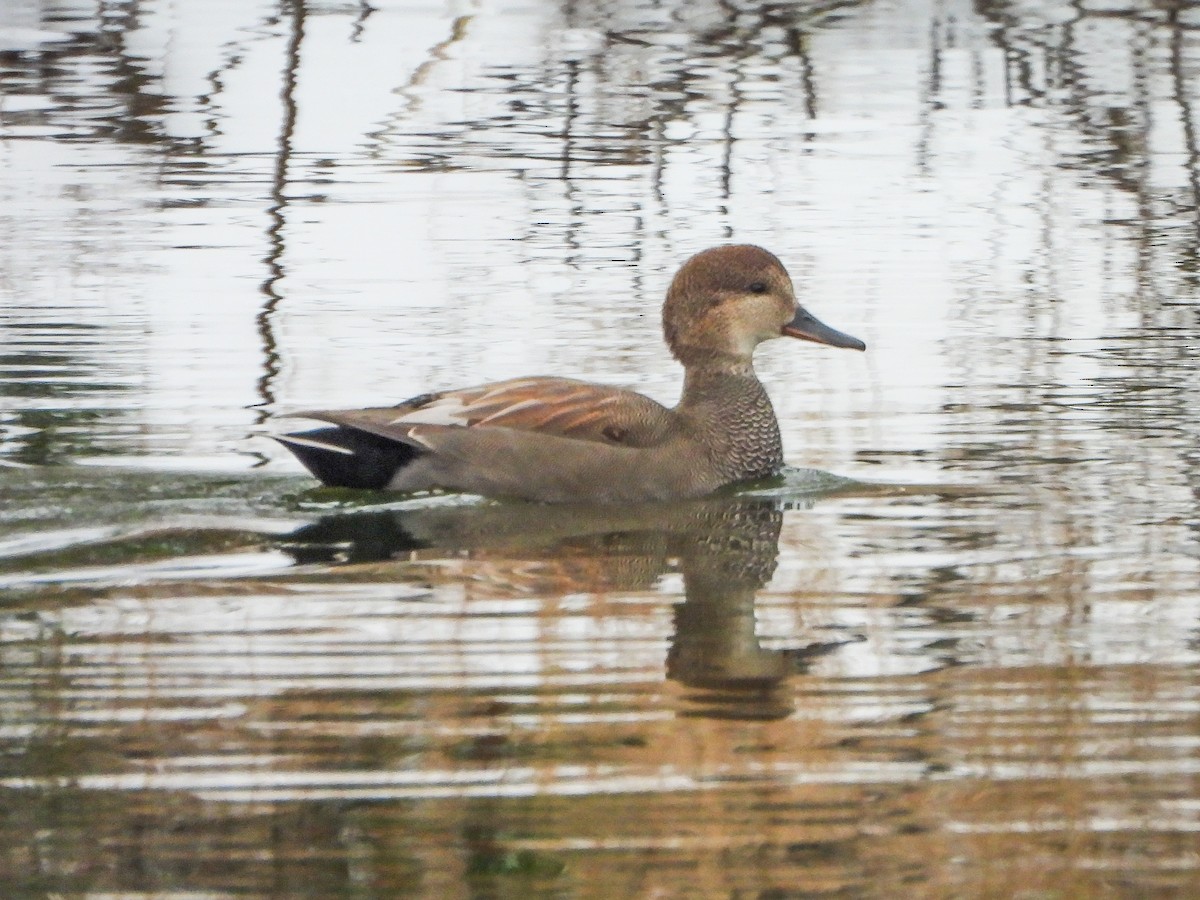 kopřivka obecná - ML646148840