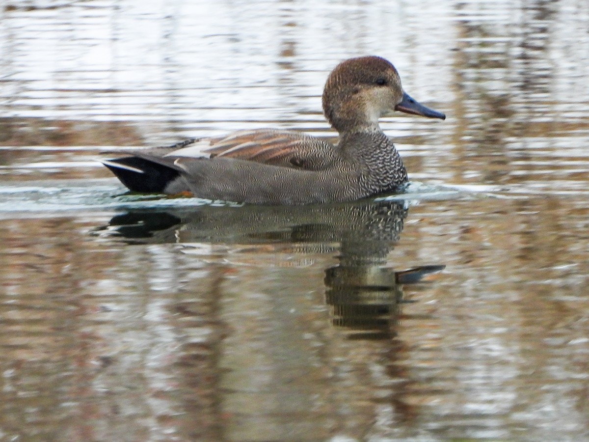 kopřivka obecná - ML646148841