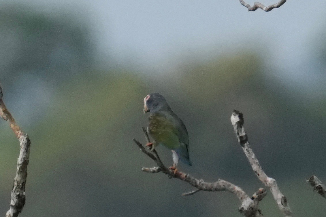 Loro Senil - ML646148853