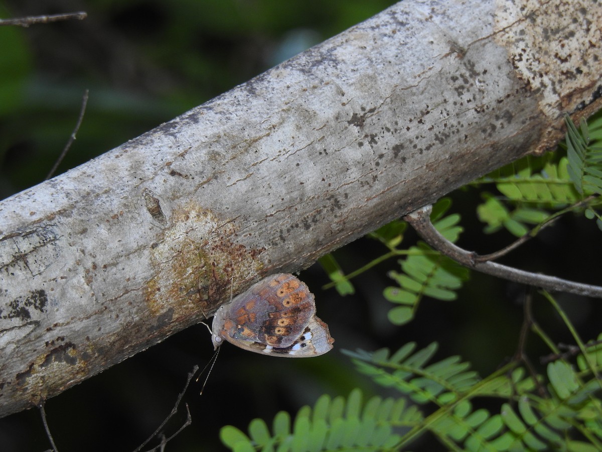 Florida Purplewing - ML646148859