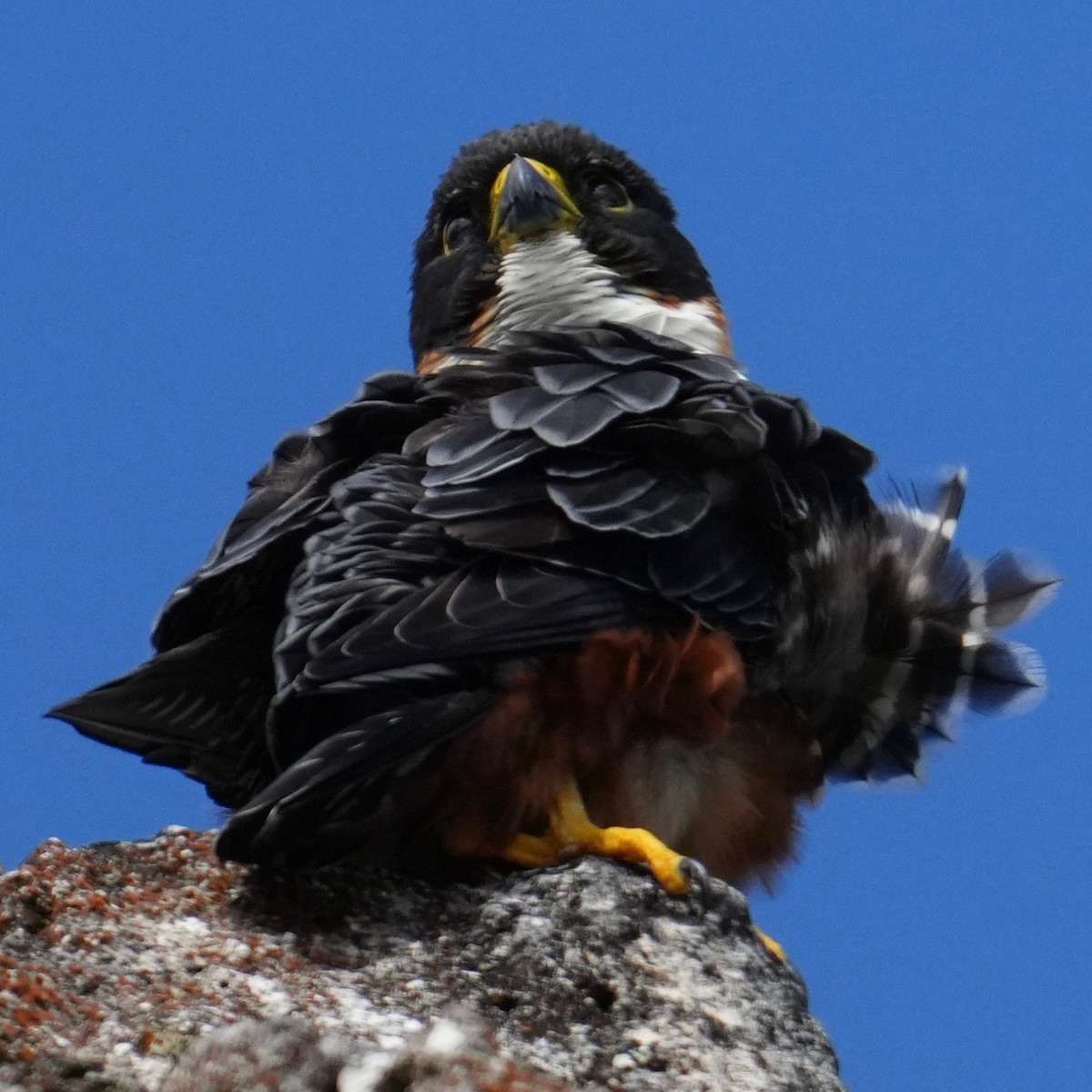 Orange-breasted Falcon - ML646148874
