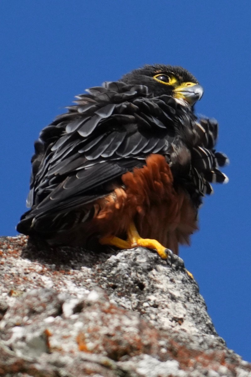 Orange-breasted Falcon - ML646148876