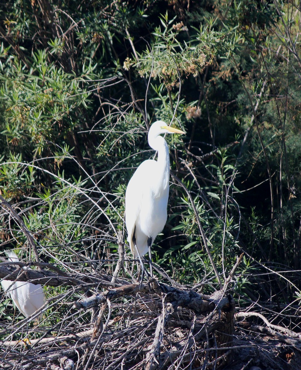 Чапля велика - ML646148877
