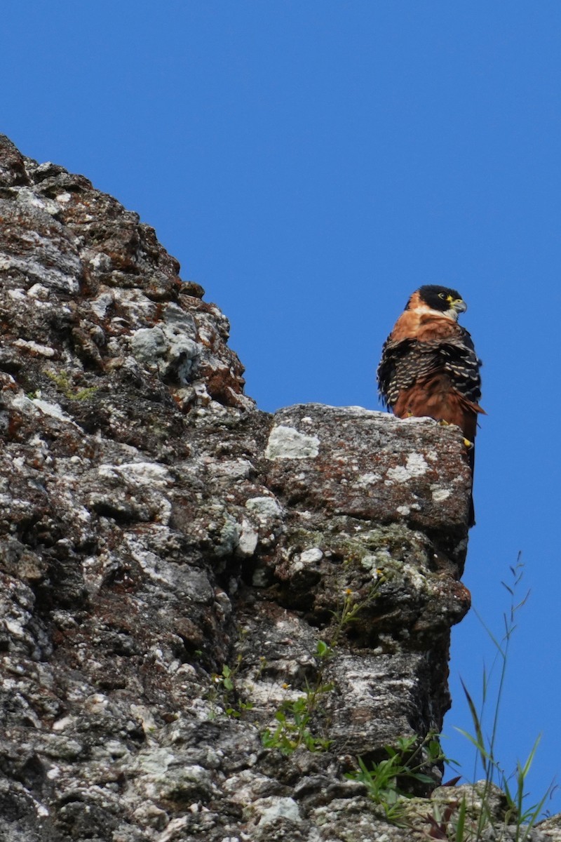 Orange-breasted Falcon - ML646148878