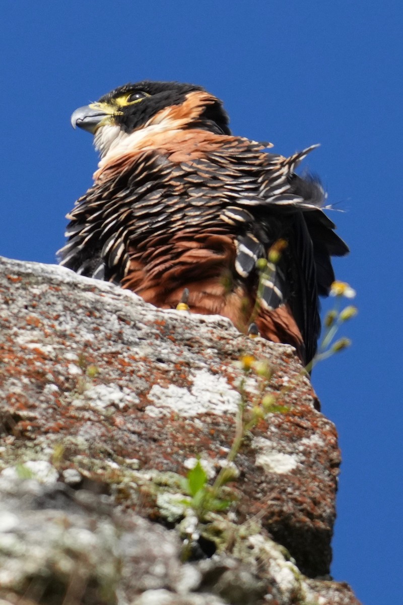 Orange-breasted Falcon - ML646148879