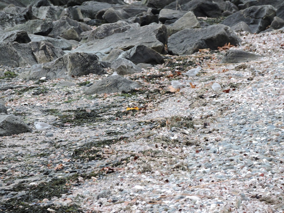 Sanderling - ML646148905