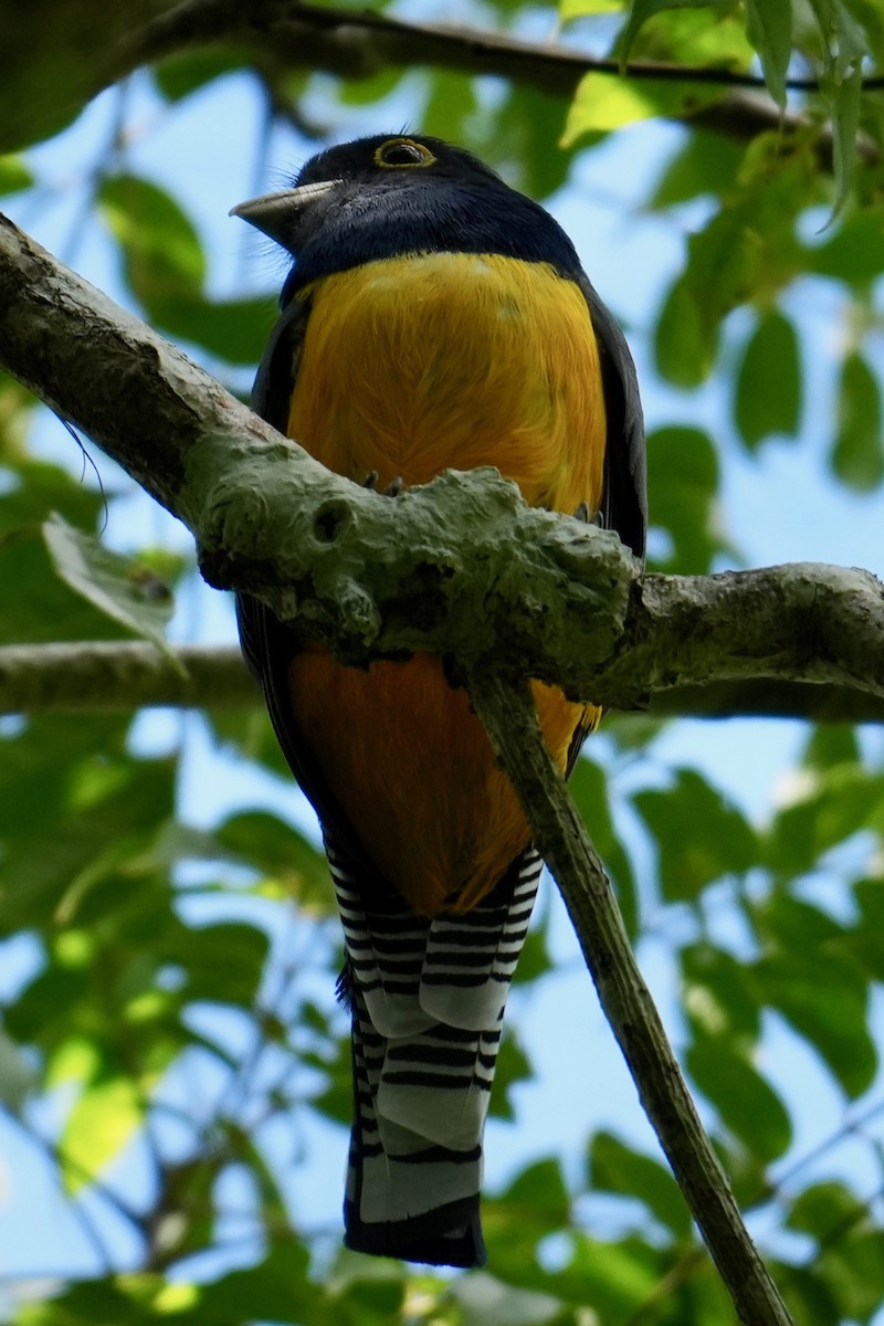 Gartered Violaceous Trogon - ML646148912