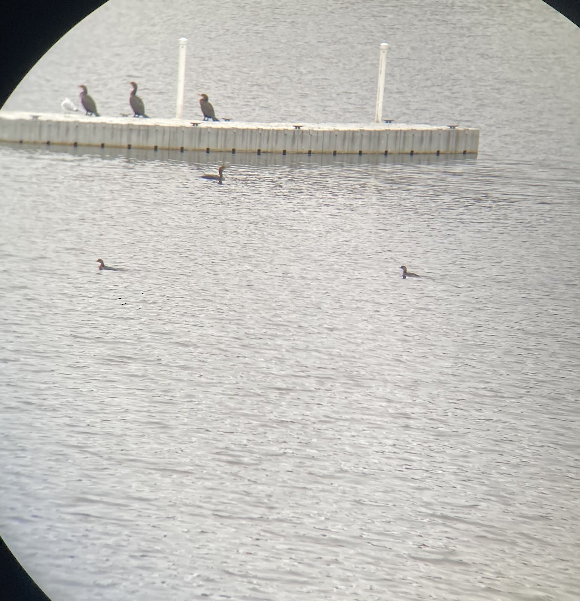 Pied-billed Grebe - ML646148913