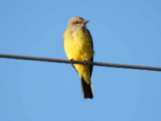 オリーブタイランチョウ - ML646148916