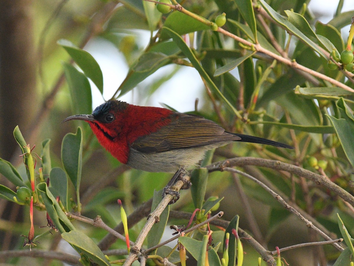 Suimanga Siparaja - ML646148917