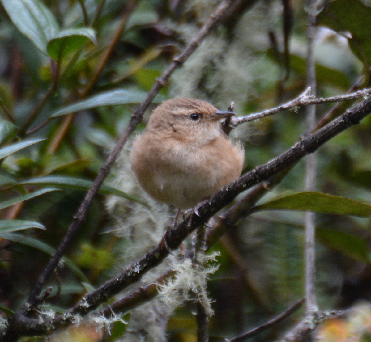 Grass Wren - ML646148919