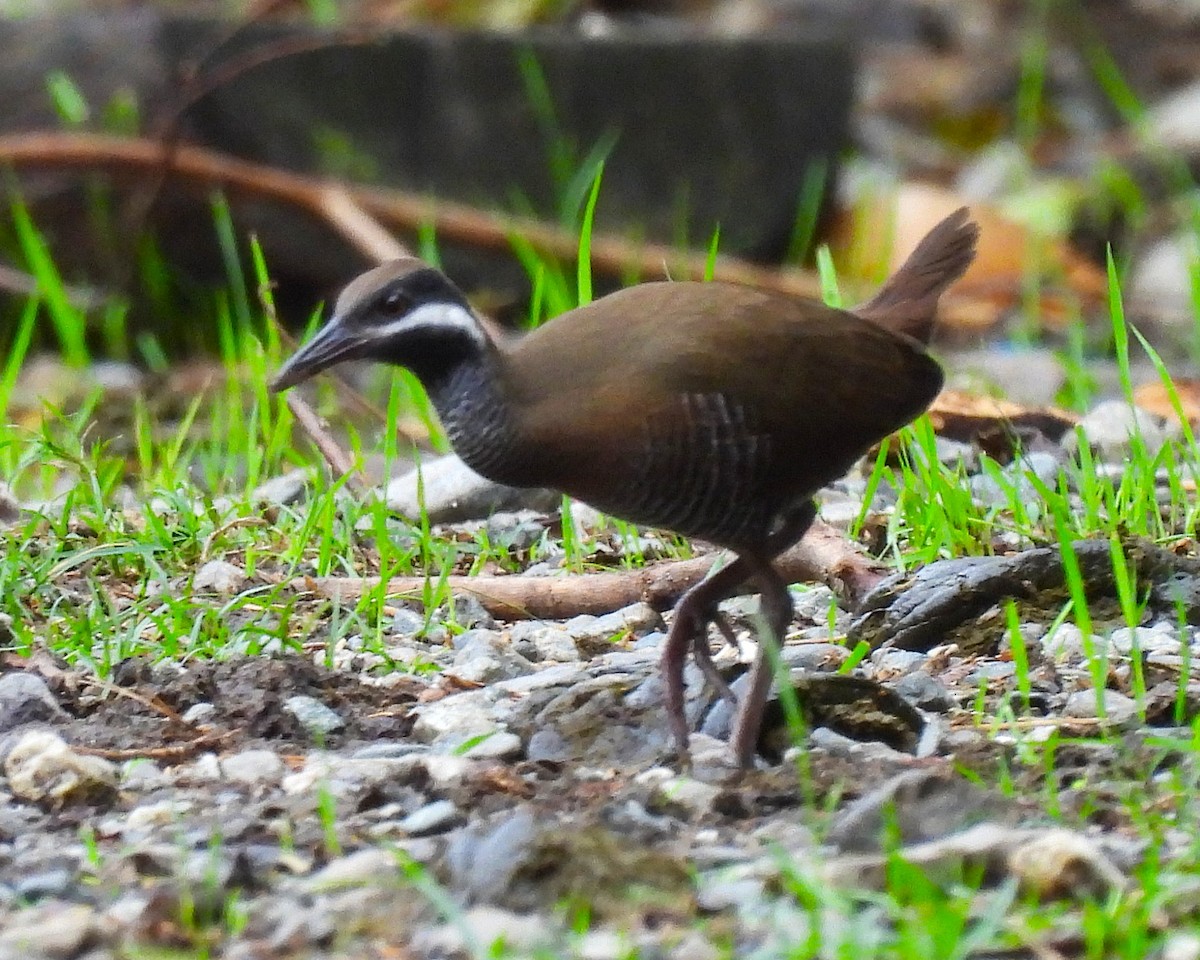 Barred Rail - ML646148923