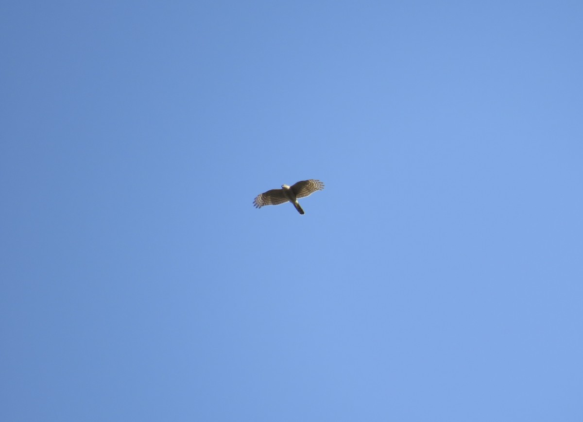 spurvehauk - ML646148933