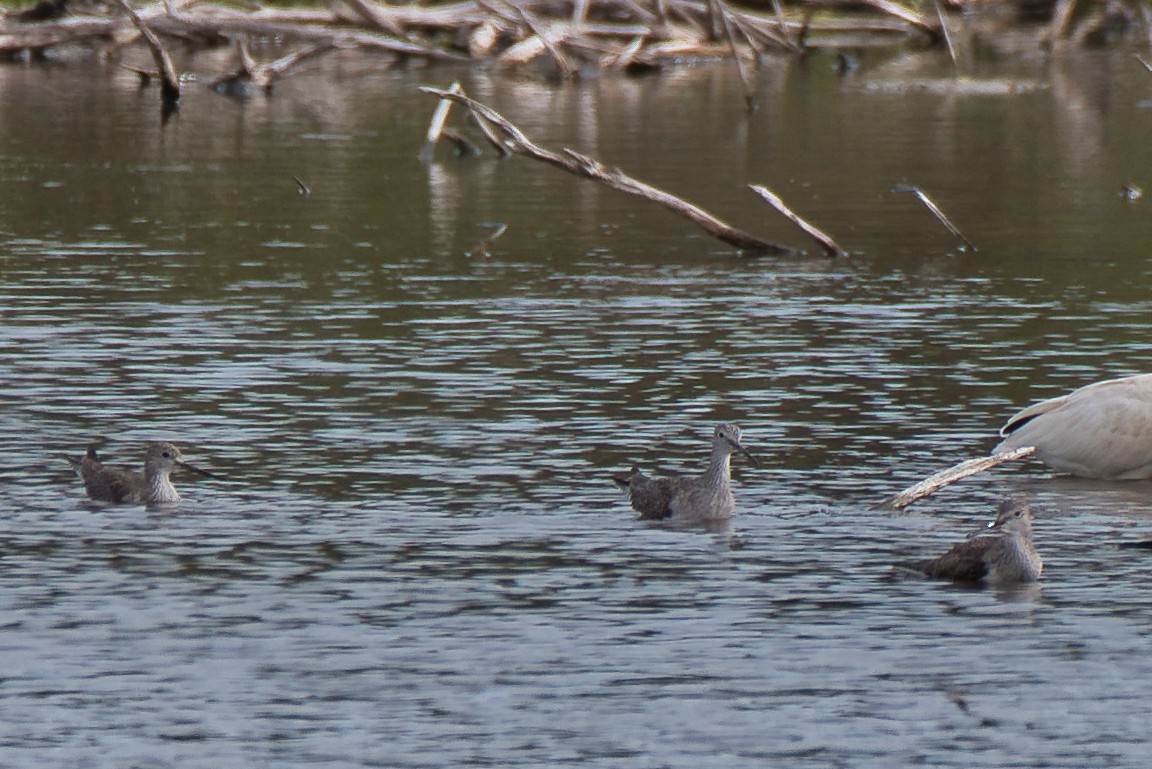 Tüpfelgelbschenkel - ML646148947