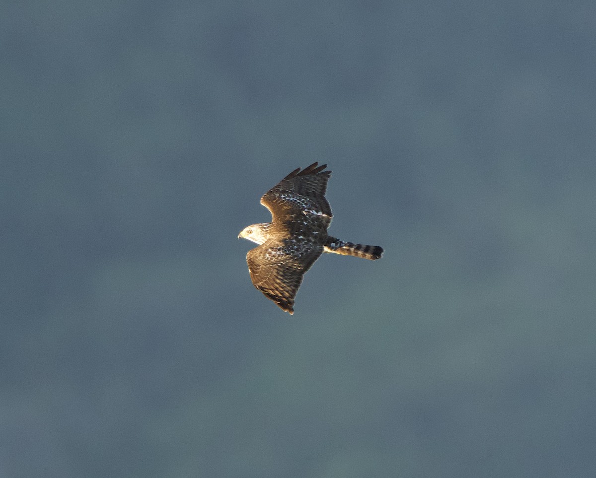 Broad-winged Hawk - ML646148961