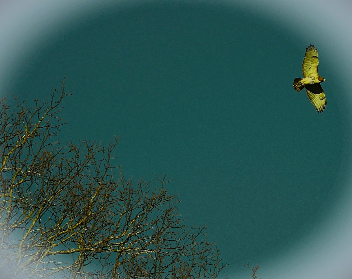 Red-tailed Hawk - ML646148963