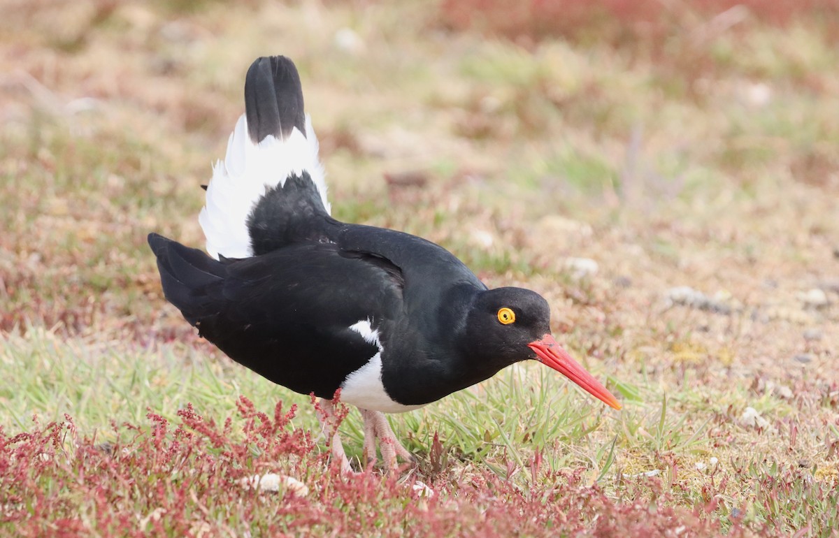 Magellanic Oystercatcher - ML646148973