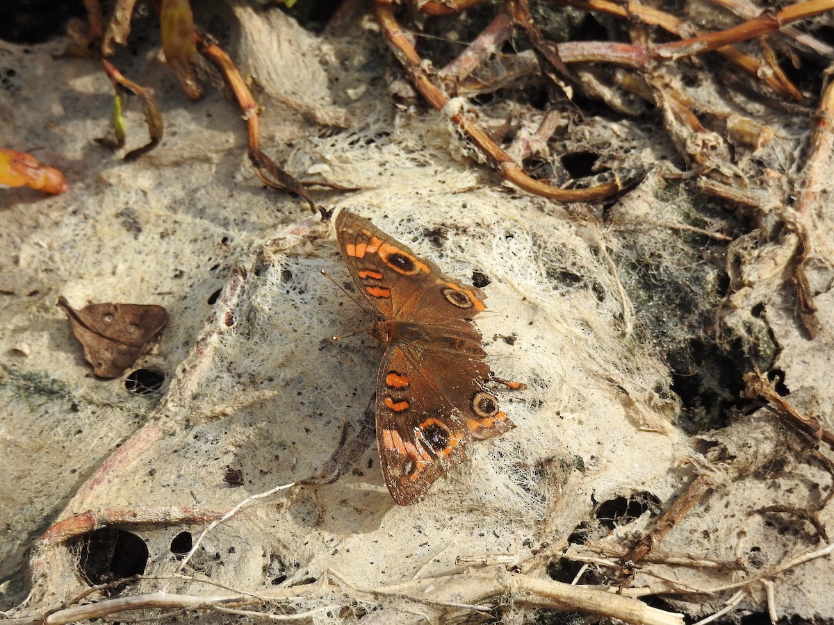 West Indian Mangrove Buckeye - ML646148974
