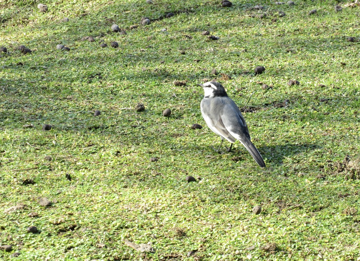 linerle - ML646148975