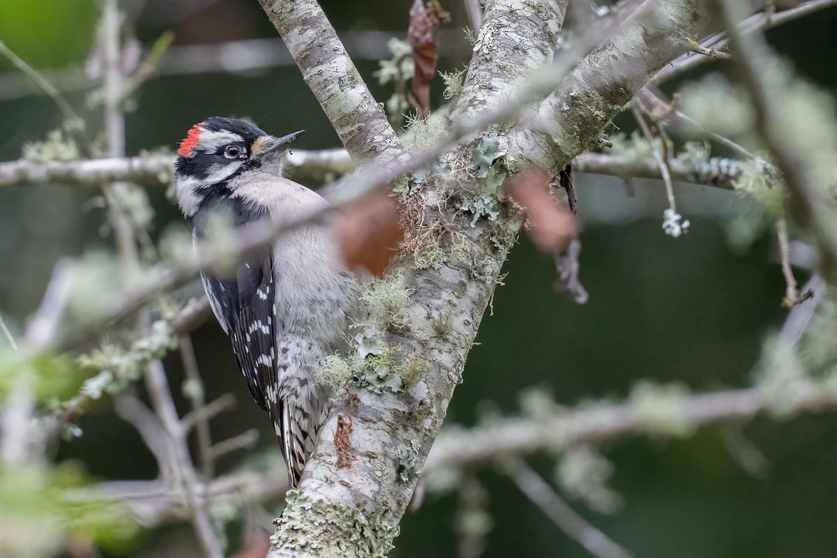 Downy Woodpecker - ML646148994