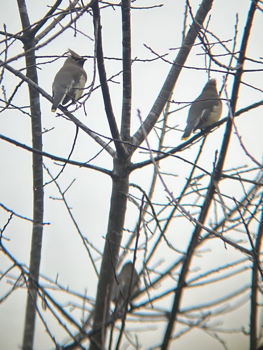 Cedar Waxwing - ML646148999