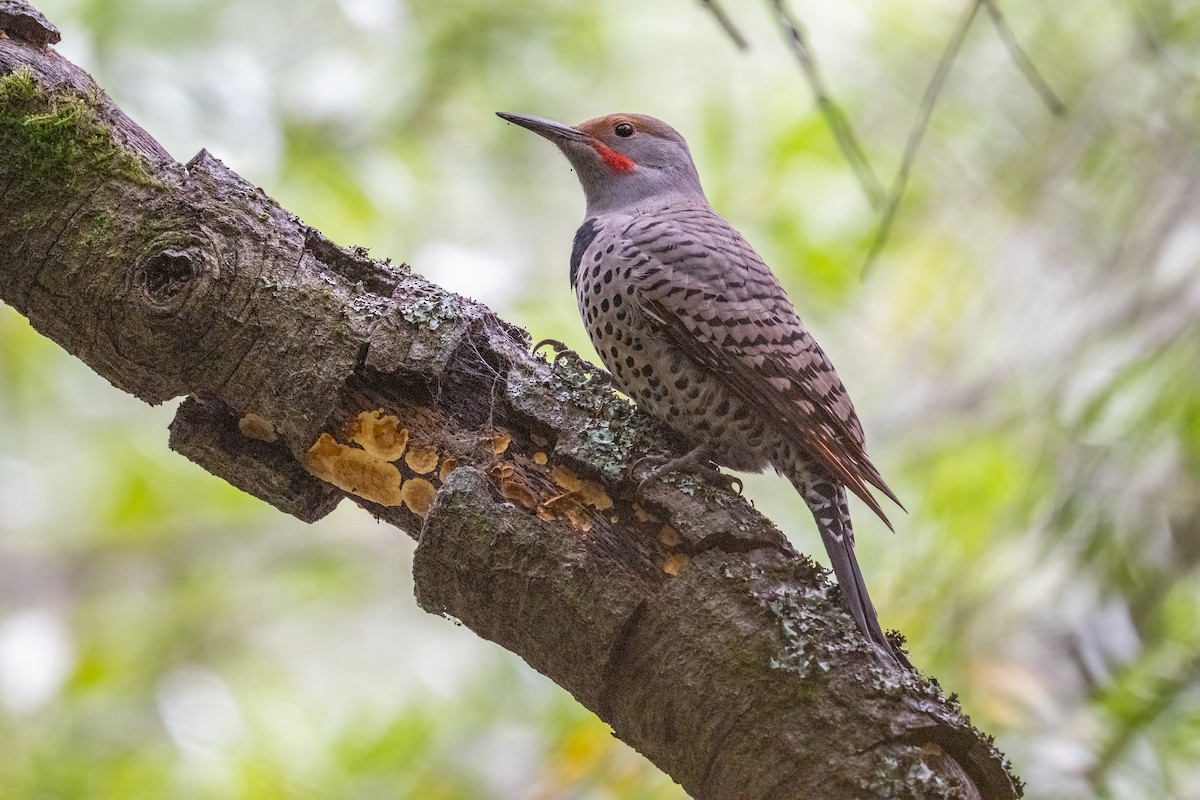 Northern Flicker - ML646149017