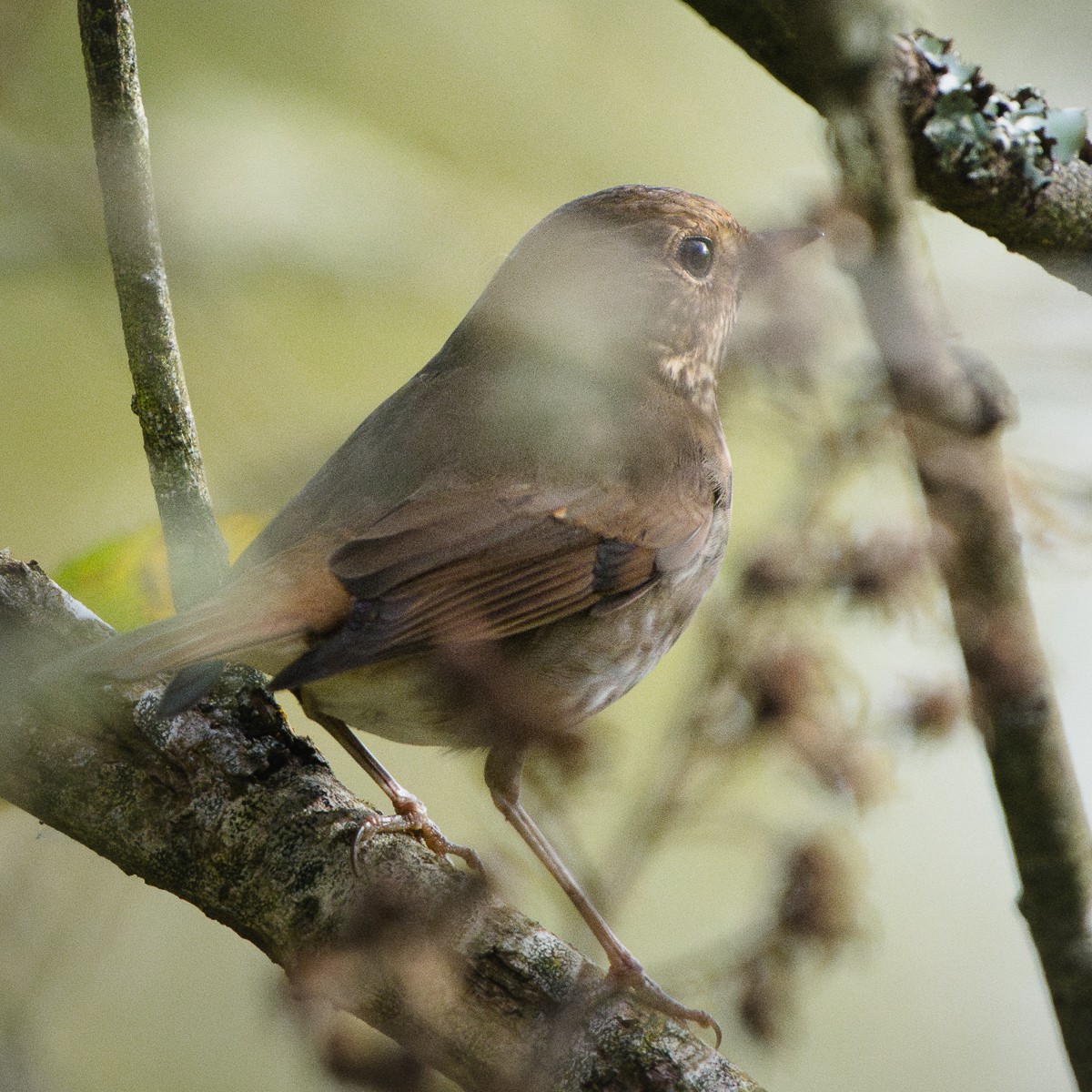 Hermit Thrush - ML646149031