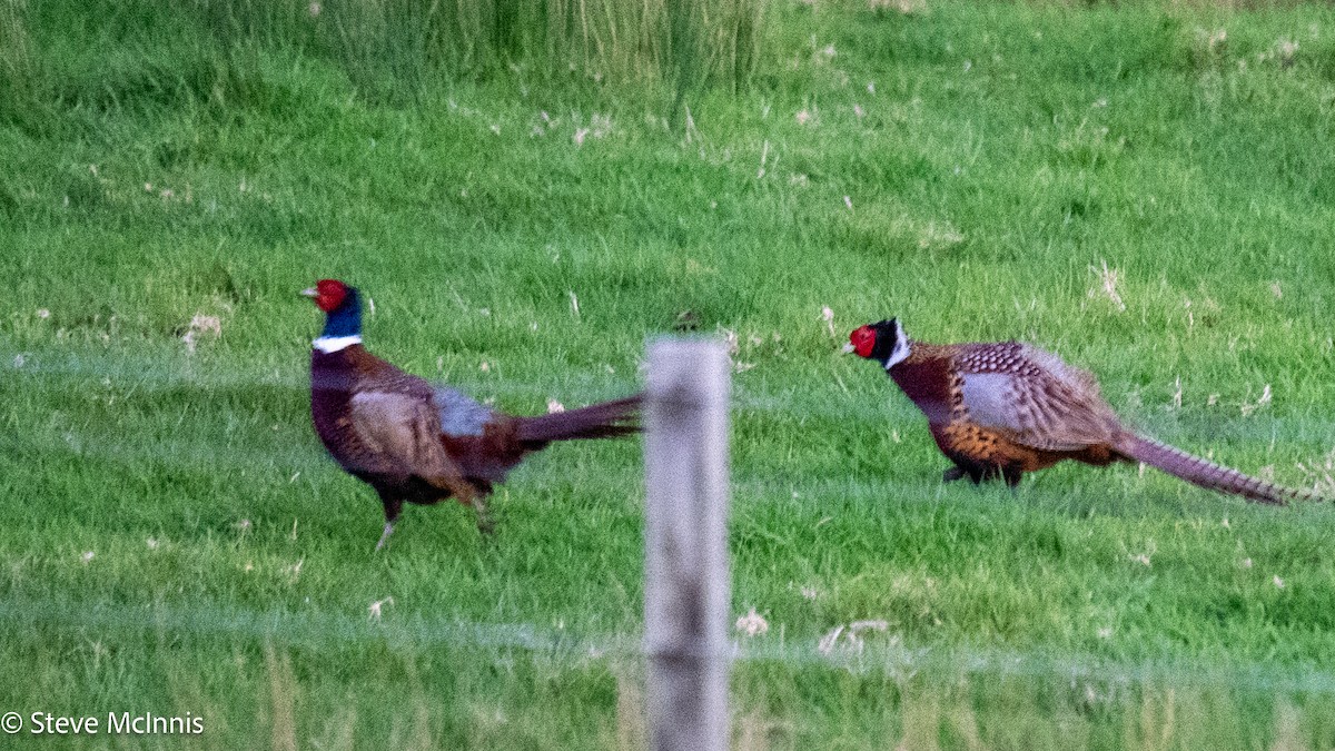 Ring-necked Pheasant - ML646149032
