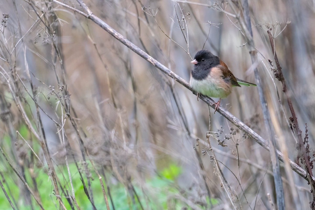 Dark-eyed Junco - ML646149048