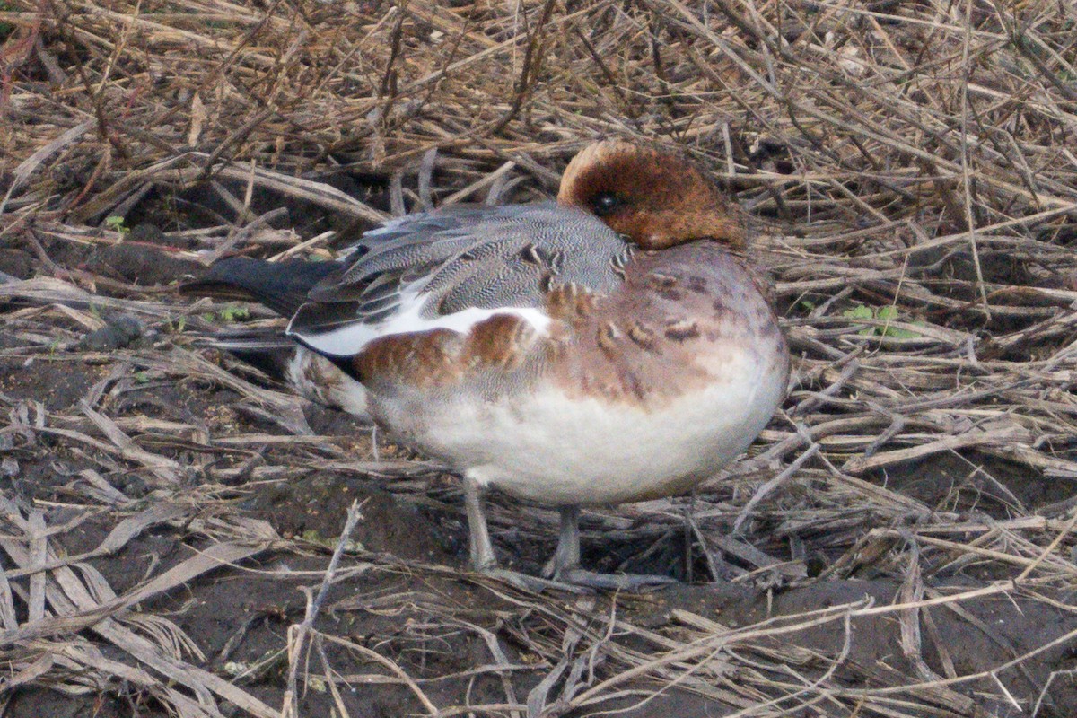 Eurasian Wigeon - ML646149051