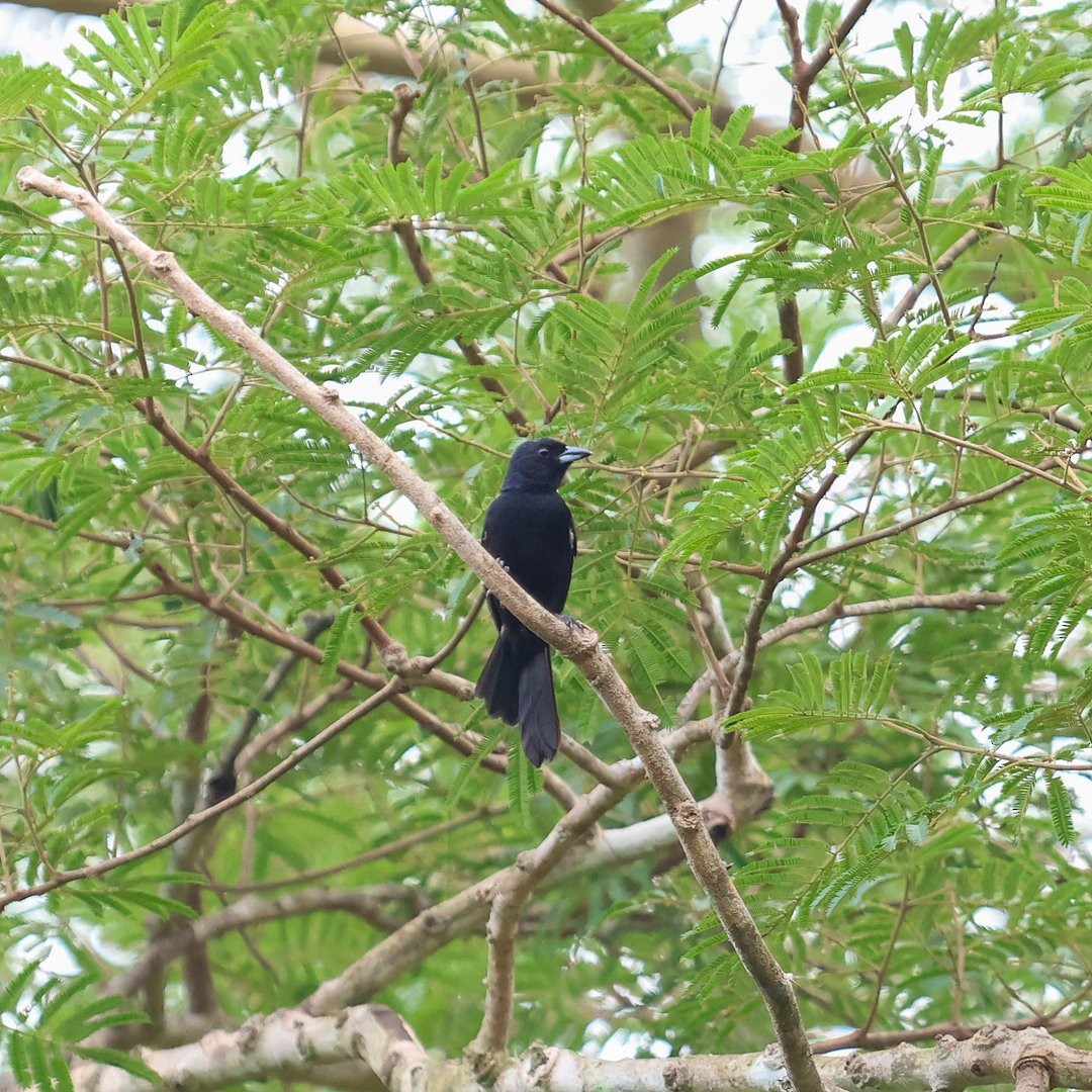 Red-shouldered Tanager - ML646149052