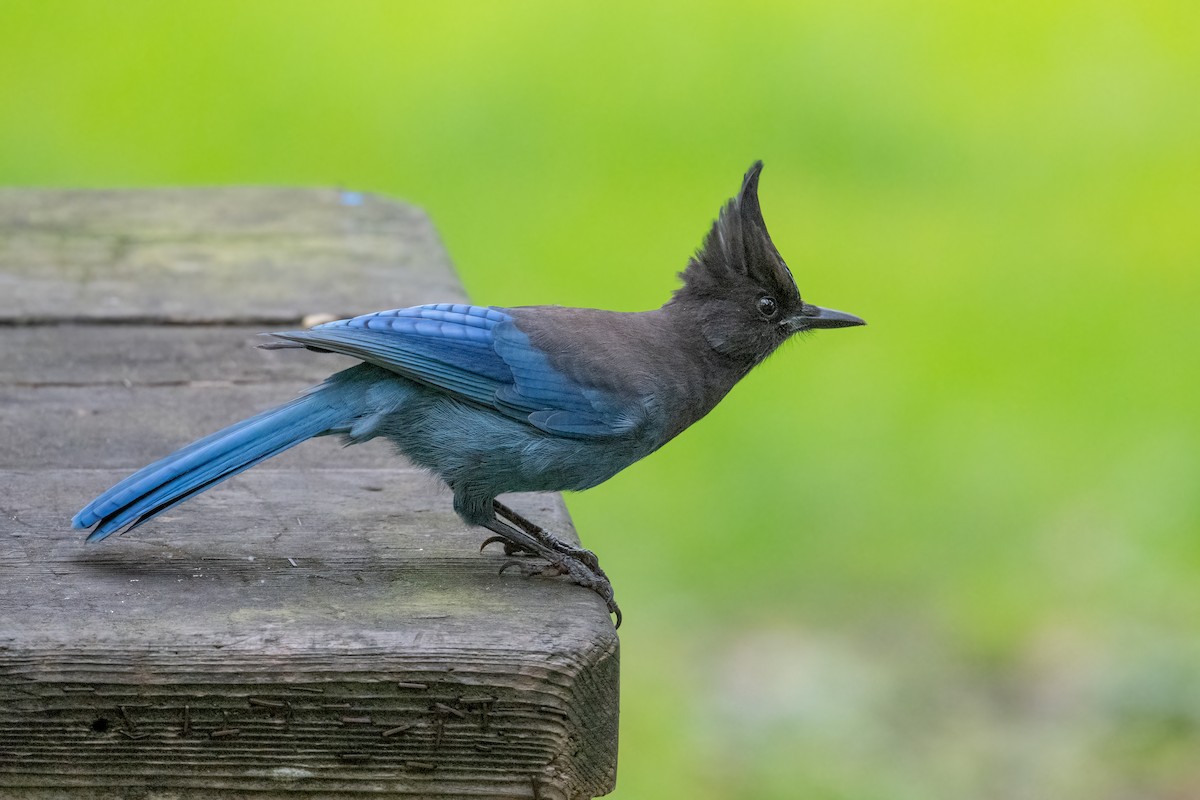 Steller's Jay - ML646149057