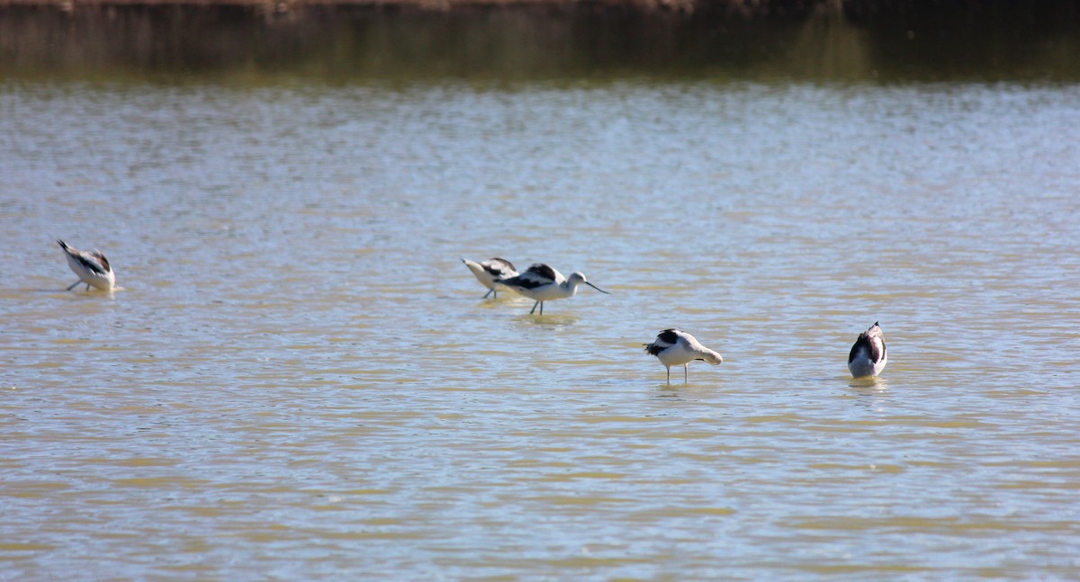 American Avocet - ML646149061