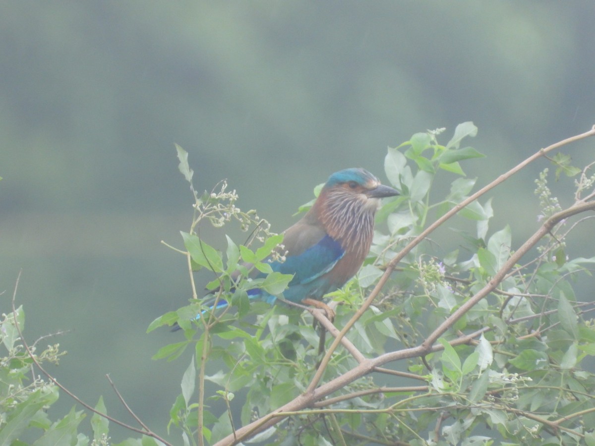 Indian Roller - ML646149065