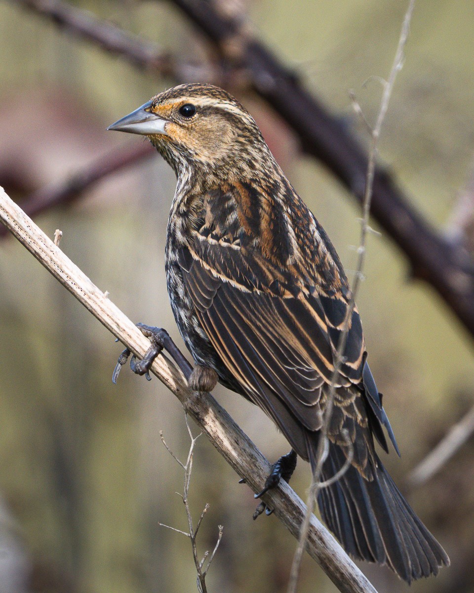Red-winged Blackbird - ML646149068