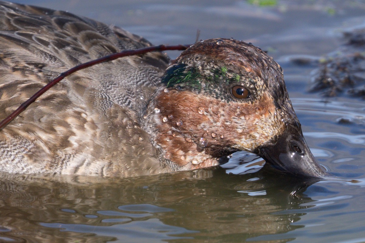 Green-winged Teal - ML646149075