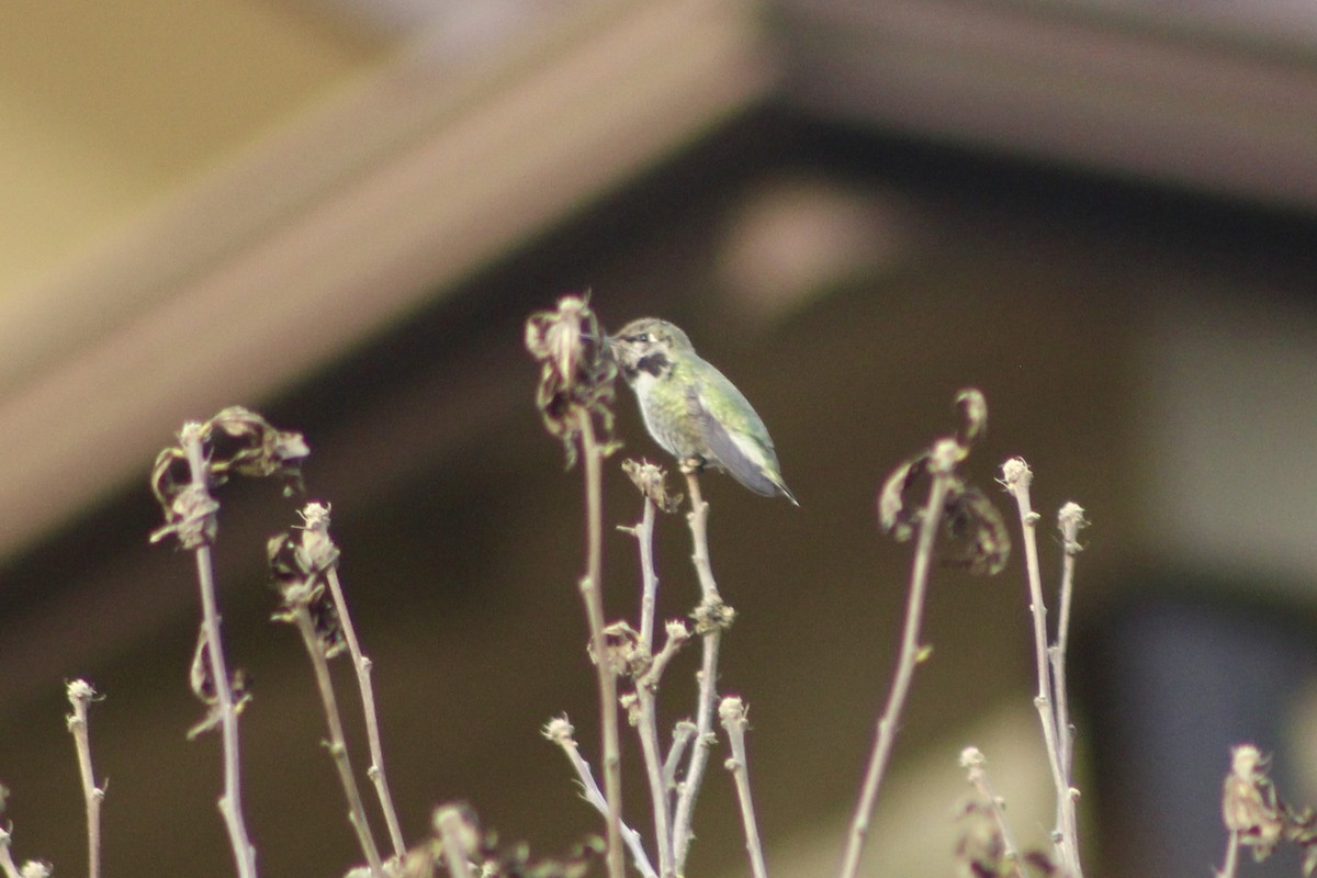 Anna's Hummingbird - ML646149078