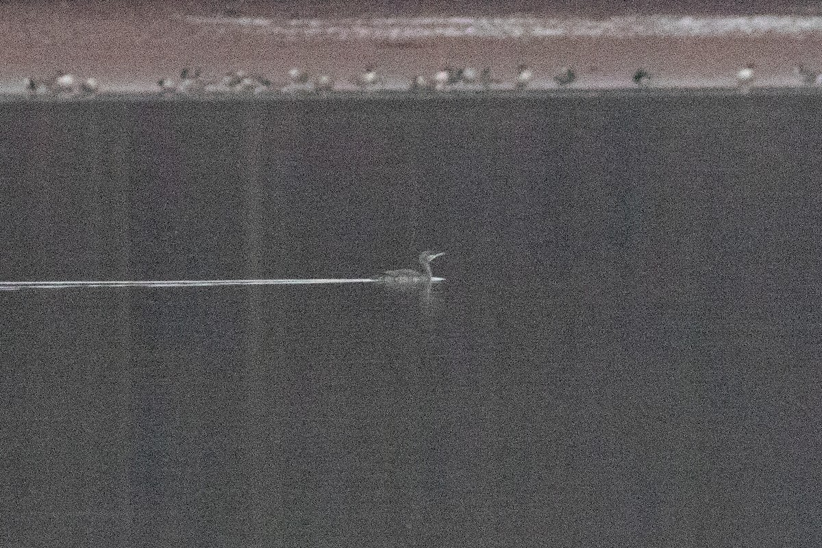 Red-throated Loon - ML646149087