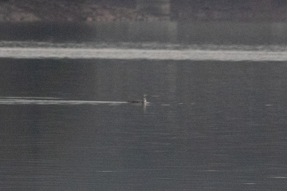 Red-throated Loon - ML646149088