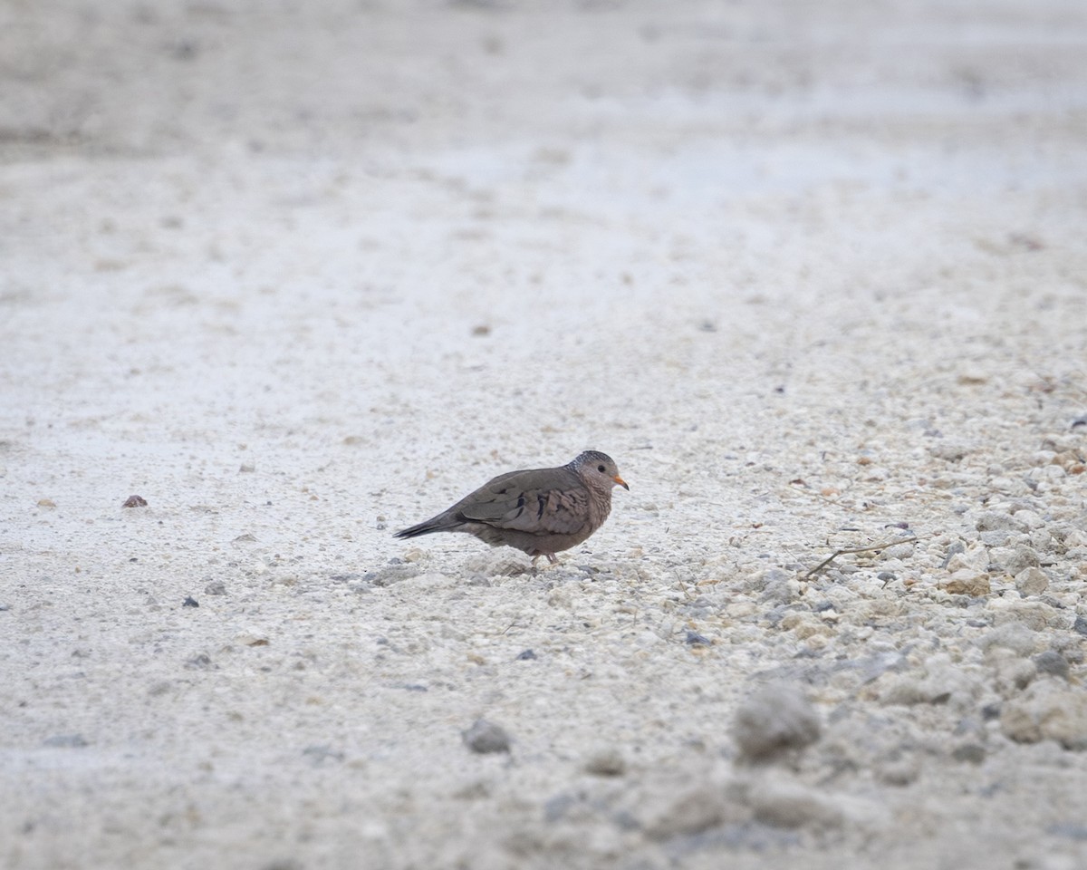 Common Ground Dove - ML646149089