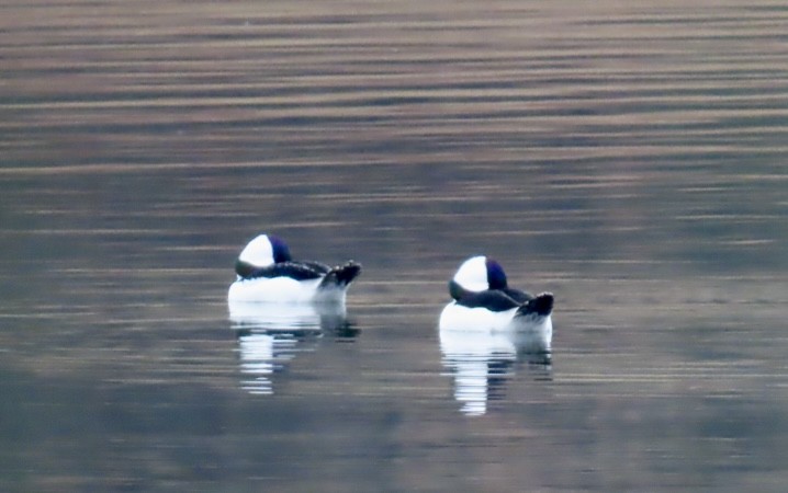 Bufflehead - ML646149090