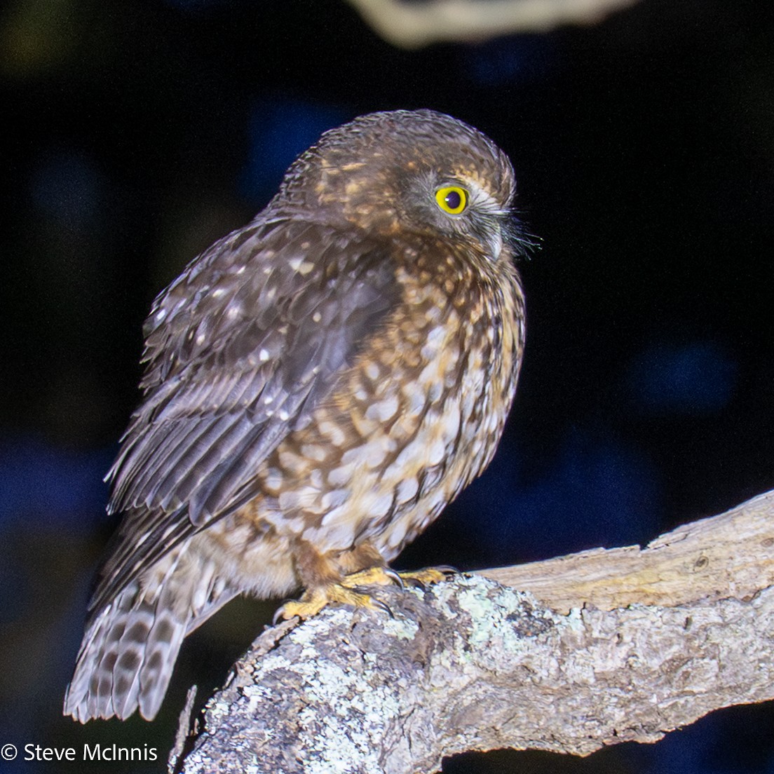 Morepork - ML646149091