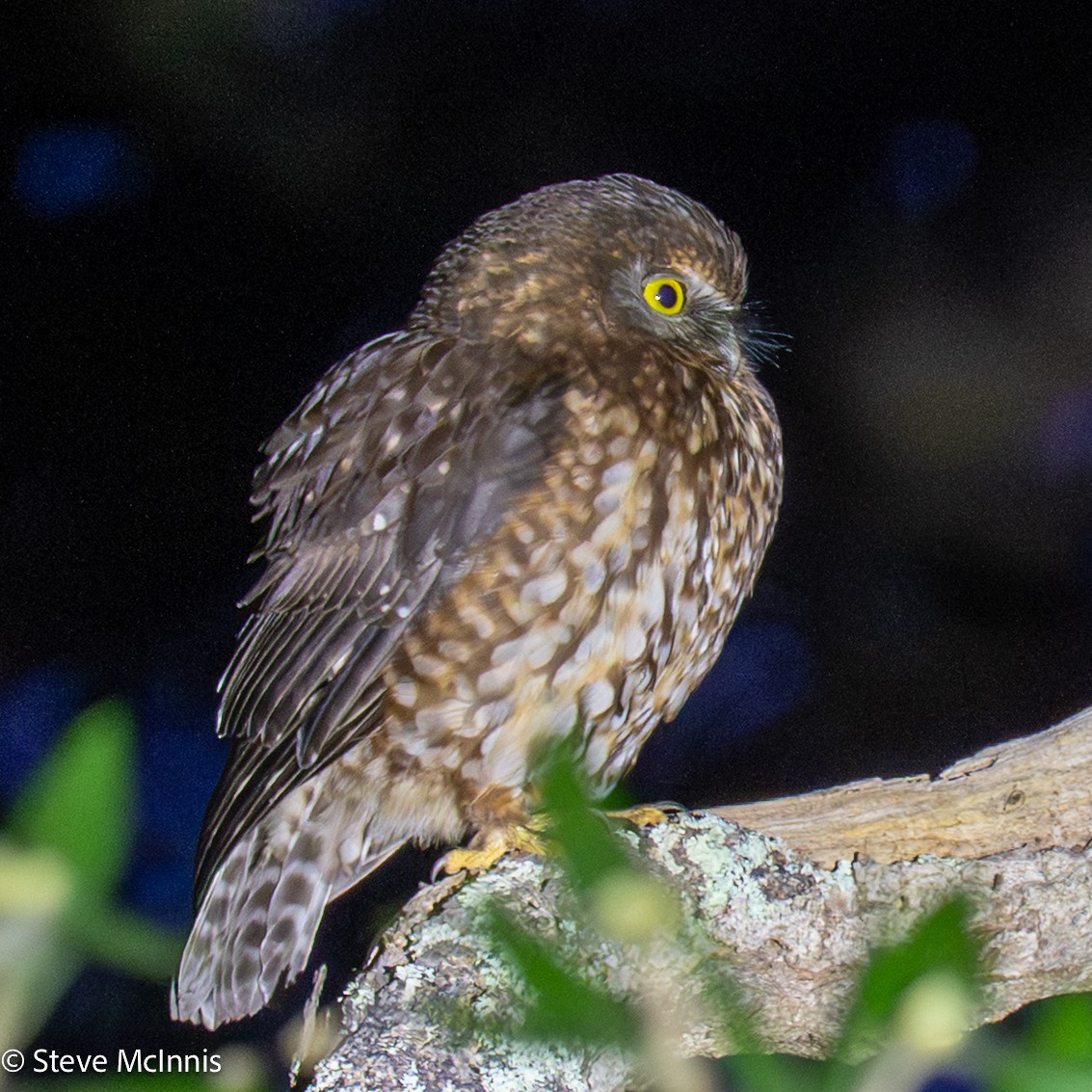 Morepork - ML646149092