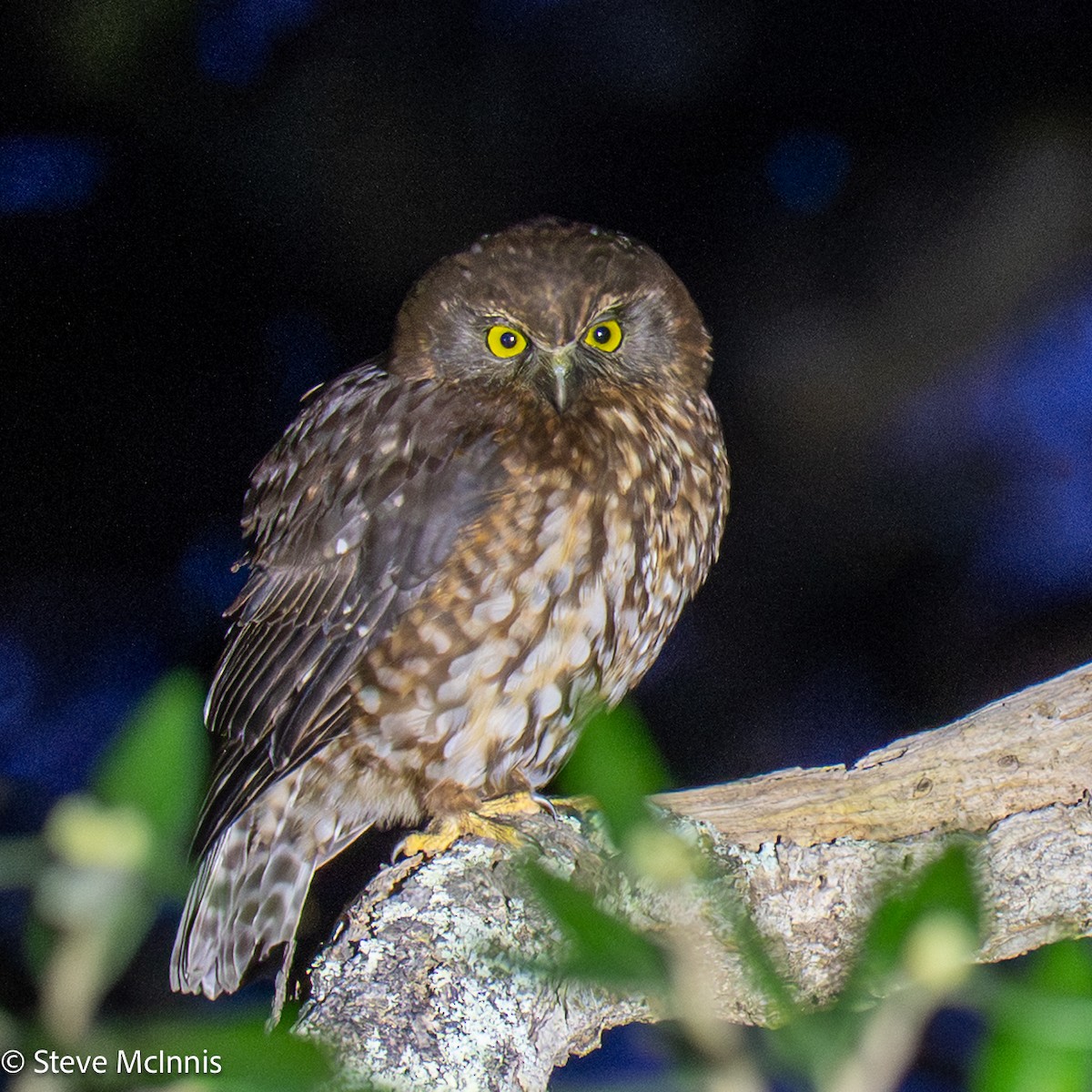 Morepork - ML646149093