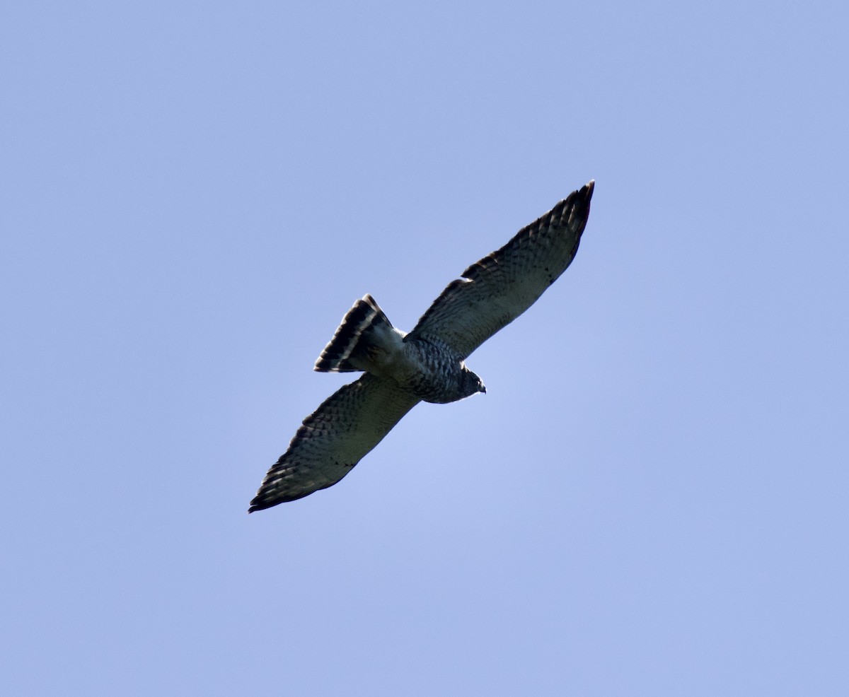 Broad-winged Hawk - ML646149108