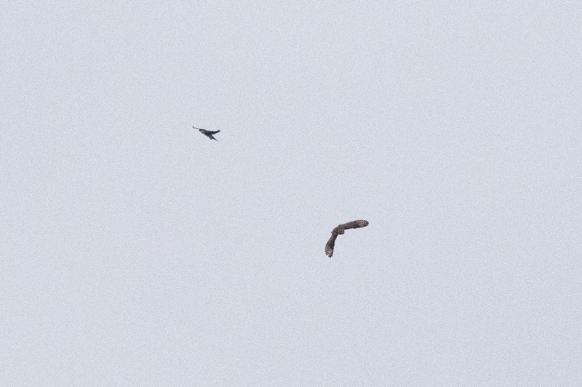 Short-eared Owl - ML646149109